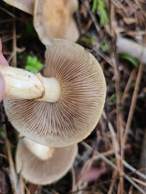  ( - FDS-CA-04211)  @11 [ ] by-nc (2024) Fresno Mycology Society Fungal Diversity Survey