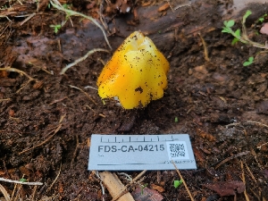  ( - FDS-CA-04215)  @11 [ ] by-nc (2024) Fresno Mycology Society Fungal Diversity Survey