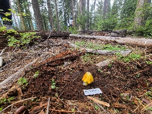  ( - FDS-CA-04215)  @11 [ ] by-nc (2024) Fresno Mycology Society Fungal Diversity Survey