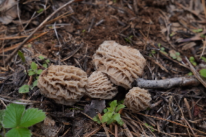  ( - FDS-CA-04216)  @11 [ ] by-nc (2024) Fresno Mycology Society Fungal Diversity Survey