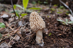  ( - FDS-CA-04216)  @11 [ ] by-nc (2024) Fresno Mycology Society Fungal Diversity Survey