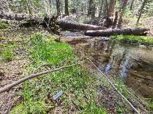  ( - FDS-CA-04225)  @11 [ ] by-nc (2024) Fresno Mycology Society Fungal Diversity Survey