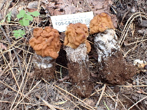  ( - FDS-CA-02333)  @11 [ ] by-nc (2024) Jaren Hockert Fungal Diversity Survey
