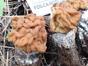  ( - FDS-CA-02333)  @11 [ ] by-nc (2024) Jaren Hockert Fungal Diversity Survey