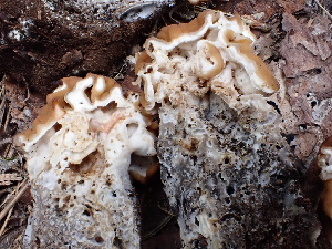  ( - FDS-CA-02333)  @11 [ ] by-nc (2024) Jaren Hockert Fungal Diversity Survey