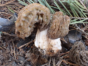  (Morchella sp. septimelata-PNW04 - FDS-CA-02380)  @11 [ ] by-nc (2024) Jaren Hockert Fungal Diversity Survey