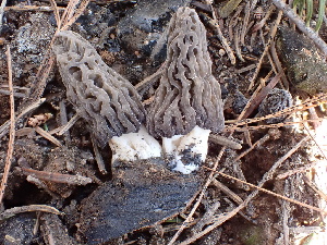  ( - FDS-CA-02380)  @11 [ ] by-nc (2024) Jaren Hockert Fungal Diversity Survey