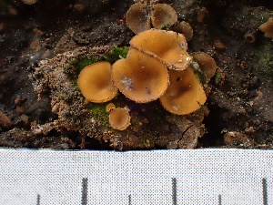  ( - FDS-CA-02326)  @11 [ ] by-nc (2024) Jaren Hockert Fungal Diversity Survey