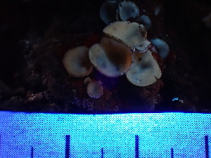  ( - FDS-CA-02326)  @11 [ ] by-nc (2024) Jaren Hockert Fungal Diversity Survey