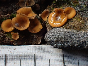  ( - FDS-CA-02326)  @11 [ ] by-nc (2024) Jaren Hockert Fungal Diversity Survey