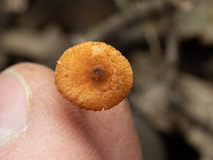  ( - FDS-CA-03735)  @11 [ ] by-nc (2024) Stu Pickell Fungal Diversity Survey
