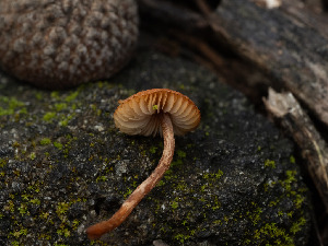  (Lepiota sp. CA08 - FDS-CA-03735)  @11 [ ] by-nc (2024) Stu Pickell Fungal Diversity Survey