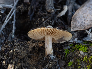  (Inocybe oetziana - FDS-CA-03758)  @11 [ ] by-nc (2024) Stu Pickell Fungal Diversity Survey