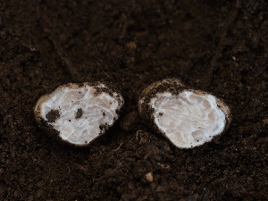  (Tuber californicum - FDS-CA-03813)  @11 [ ] by-nc (2024) Stu Pickell Fungal Diversity Survey