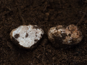  ( - FDS-CA-03813)  @11 [ ] by-nc (2024) Stu Pickell Fungal Diversity Survey
