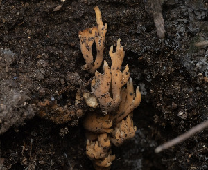  (Phaeoclavulina sp. CA04 - FDS-CA-03816)  @11 [ ] by-nc (2024) Stu Pickell Fungal Diversity Survey
