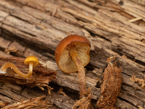  ( - FDS-CA-03821)  @11 [ ] by-nc (2024) Stu Pickell Fungal Diversity Survey