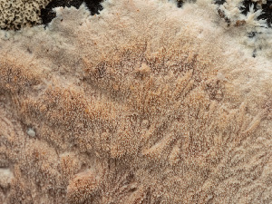  (Steccherinaceae - FDS-CA-03822)  @11 [ ] by-nc (2024) Stu Pickell Fungal Diversity Survey