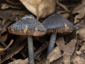  ( - FDS-CA-03829)  @11 [ ] by-nc (2024) Stu Pickell Fungal Diversity Survey