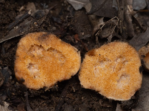  (Russula xerophila - FDS-CA-03859)  @11 [ ] by-nc (2024) Stu Pickell Fungal Diversity Survey