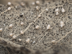 (Incrucipulum sp. CA03 - FDS-CA-03842)  @11 [ ] by-nc (2024) Stu Pickell Fungal Diversity Survey