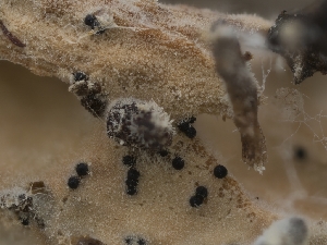  ( - FDS-CA-03848)  @11 [ ] by-nc (2024) Stu Pickell Fungal Diversity Survey