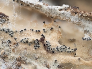  ( - FDS-CA-03848)  @11 [ ] by-nc (2024) Stu Pickell Fungal Diversity Survey