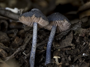  ( - FDS-CA-03829)  @11 [ ] by-nc (2024) Stu Pickell Fungal Diversity Survey