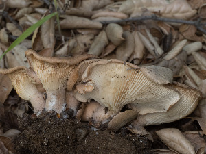  ( - FDS-CA-03742)  @11 [ ] by-nc (2024) Stu Pickell Fungal Diversity Survey