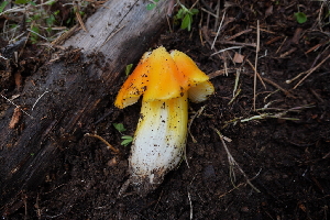  ( - FDS-CA-04215)  @11 [ ] by-nc (2024) Fresno Mycology Society Fungal Diversity Survey