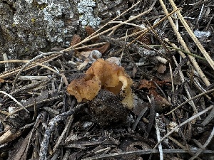  ( - FDS-CA-01649)  @11 [ ] c (2024) Rudy Diaz Fungal Diversity Survey