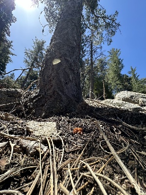  ( - FDS-CA-01649)  @11 [ ] c (2024) Rudy Diaz Fungal Diversity Survey