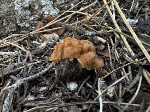  ( - FDS-CA-01649)  @11 [ ] c (2024) Rudy Diaz Fungal Diversity Survey