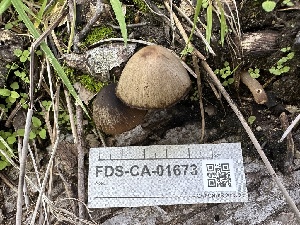  ( - FDS-CA-01673)  @11 [ ] c (2024) Rudy Diaz Fungal Diversity Survey
