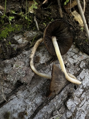  ( - FDS-CA-01673)  @11 [ ] c (2024) Rudy Diaz Fungal Diversity Survey