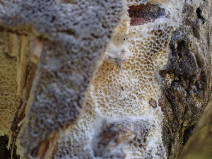  ( - FDS-CA-02376)  @11 [ ] by-nc (2024) Jaren Hockert Fungal Diversity Survey