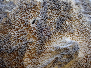  (Adustoporiaceae - FDS-CA-02376)  @11 [ ] by-nc (2024) Jaren Hockert Fungal Diversity Survey