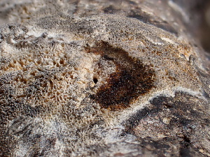  ( - FDS-CA-02376)  @11 [ ] by-nc (2024) Jaren Hockert Fungal Diversity Survey