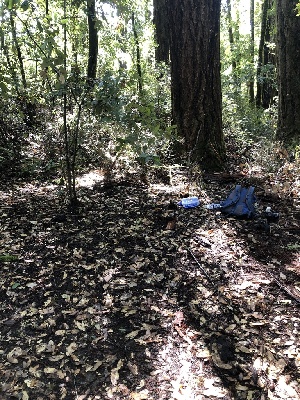  ( - FDS-CA-03373)  @11 [ ] by (2024) Justin Paulin Fungal Diversity Survey