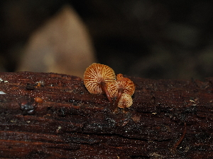  ( - FDS-CA-03373)  @11 [ ] by (2024) Justin Paulin Fungal Diversity Survey