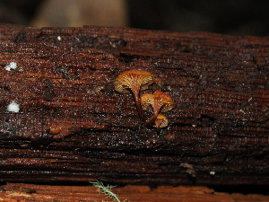  ( - FDS-CA-03373)  @11 [ ] by (2024) Justin Paulin Fungal Diversity Survey