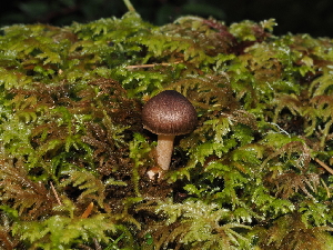  (Inocybe stuntzii - FDS-CA-03356)  @11 [ ] by (2024) Justin Paulin Fungal Diversity Survey