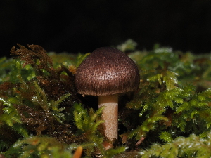  ( - FDS-CA-03356)  @11 [ ] by (2024) Justin Paulin Fungal Diversity Survey