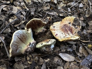  (Calonarius sp. CA10 - FDS-CA-01659)  @11 [ ] c (2024) Rudy Diaz Fungal Diversity Survey