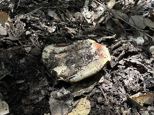  ( - FDS-CA-01659)  @11 [ ] c (2024) Rudy Diaz Fungal Diversity Survey