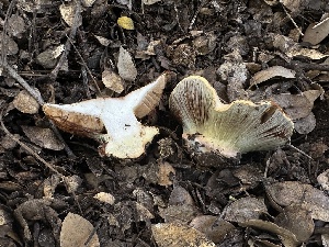  ( - FDS-CA-01659)  @11 [ ] c (2024) Rudy Diaz Fungal Diversity Survey