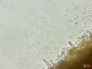  ( - FDS-CA-01627)  @11 [ ] c (2024) Rudy Diaz Fungal Diversity Survey