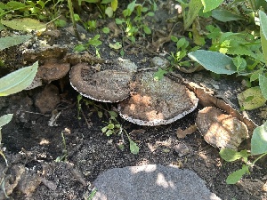  ( - FDS-CA-00128)  @11 [ ] by-nc (2024) Taye Bright Fungal Diversity Survey