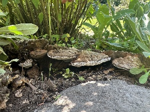  ( - FDS-CA-00128)  @11 [ ] by-nc (2024) Taye Bright Fungal Diversity Survey