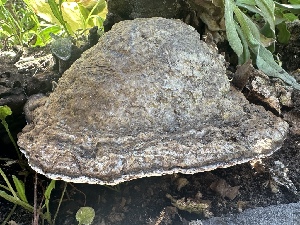  ( - FDS-CA-00128)  @11 [ ] by-nc (2024) Taye Bright Fungal Diversity Survey
